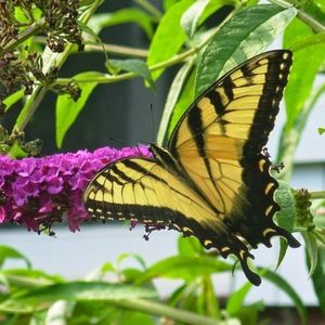 Meet your Posher, Barbra